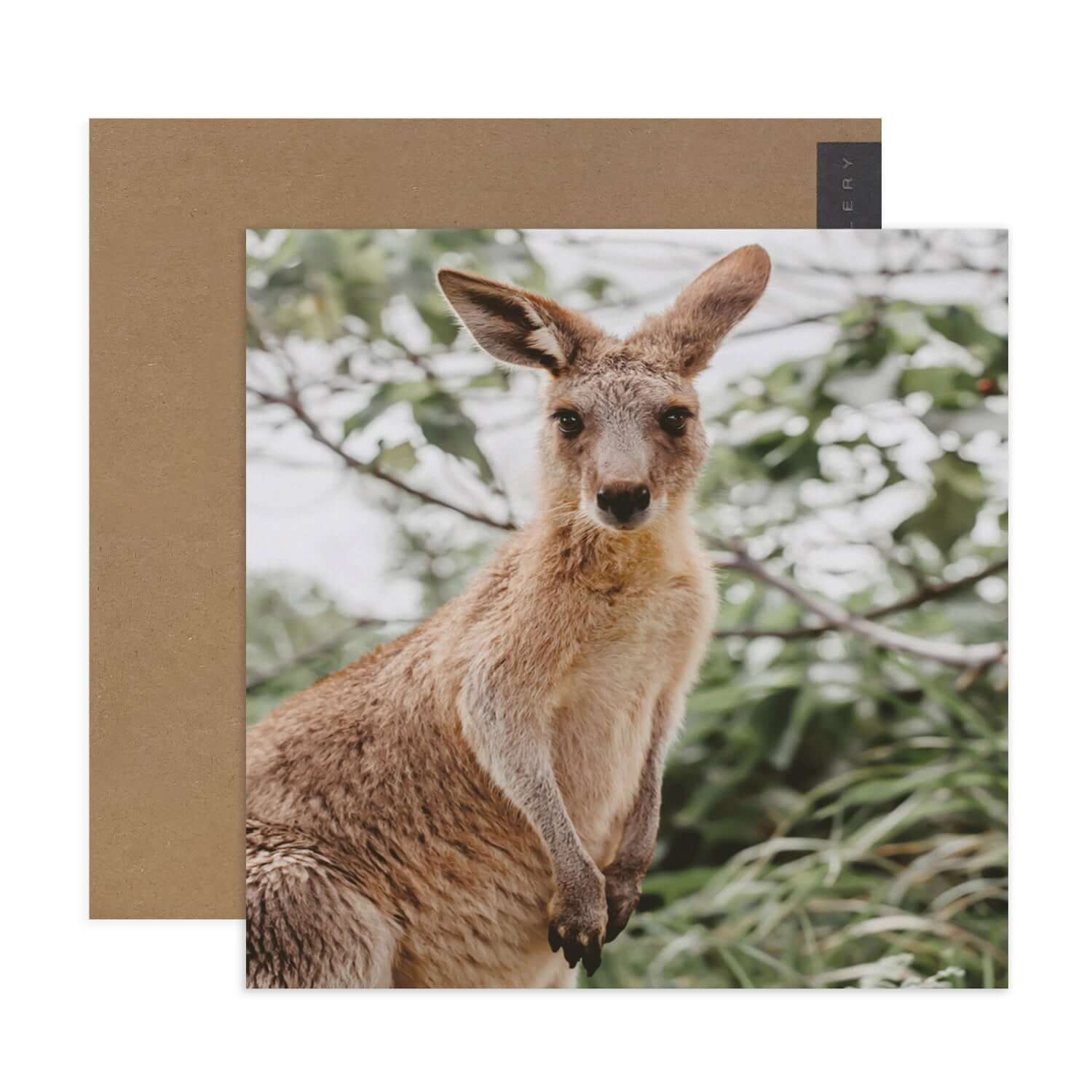 Hallmark x Donna Delaney Gallery Blank Greeting Card - Jett The Joey - Image 2