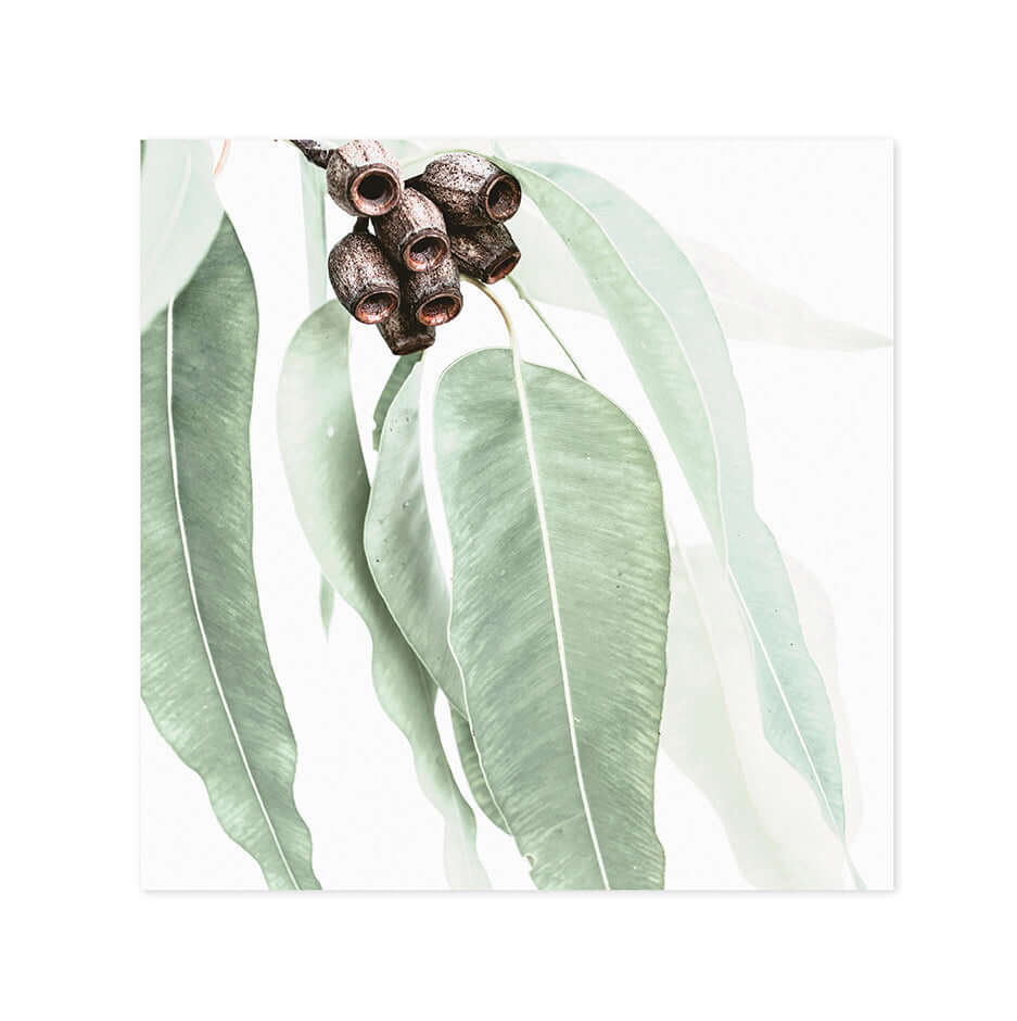 Hallmark x Donna Delaney Gallery Blank Greeting Card - Home Among The Gum Trees