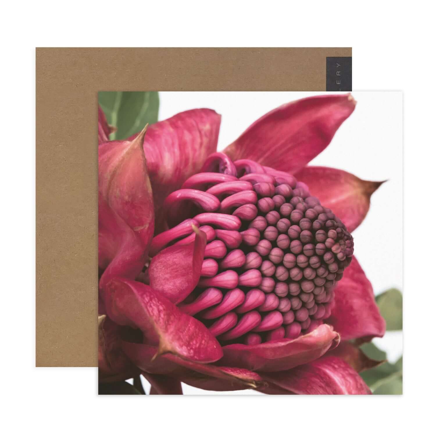Hallmark x Donna Delaney Gallery Blank Greeting Card - Waratah - Image 2