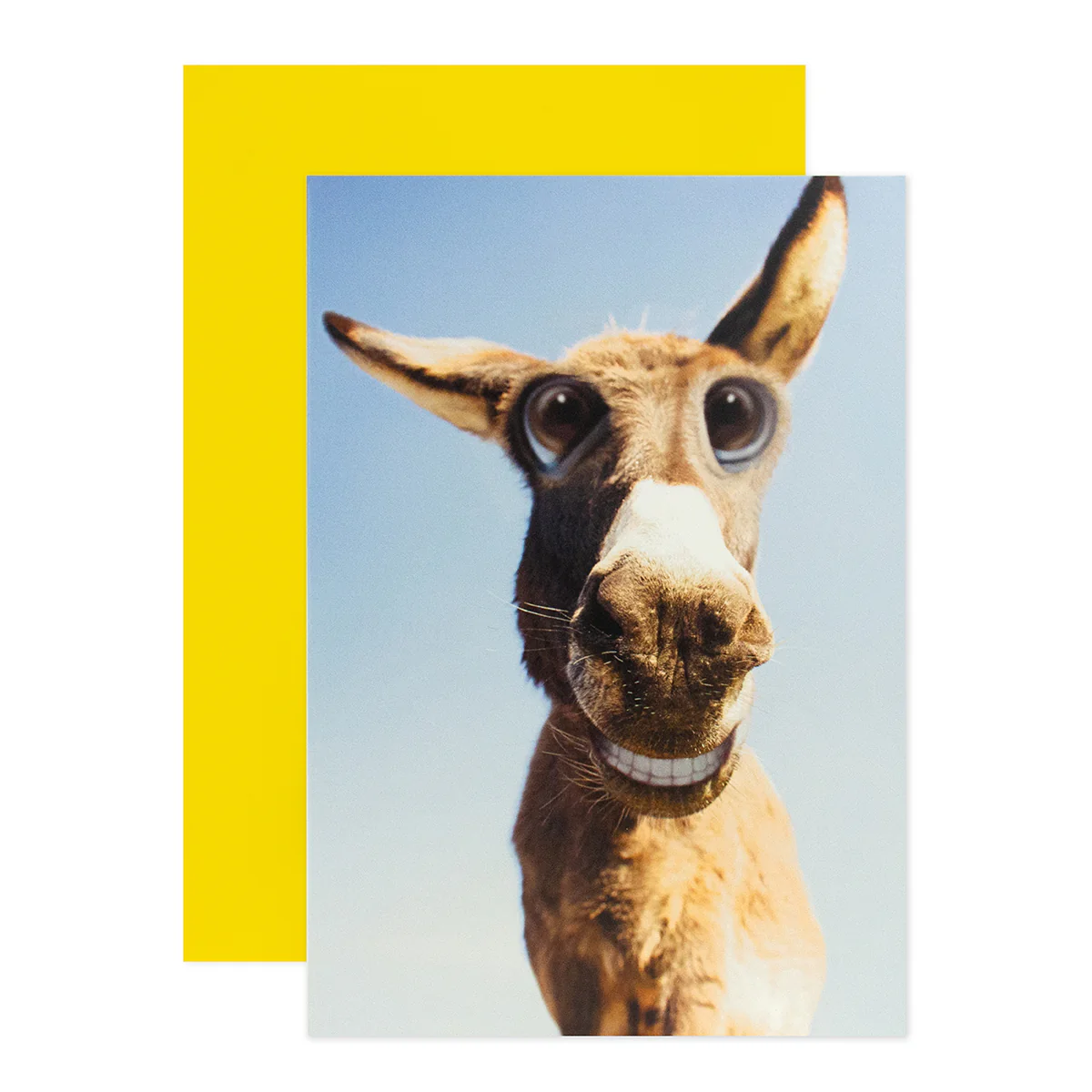 Hallmark Shoebox Birthday Card - Funny Donkey - Image 3