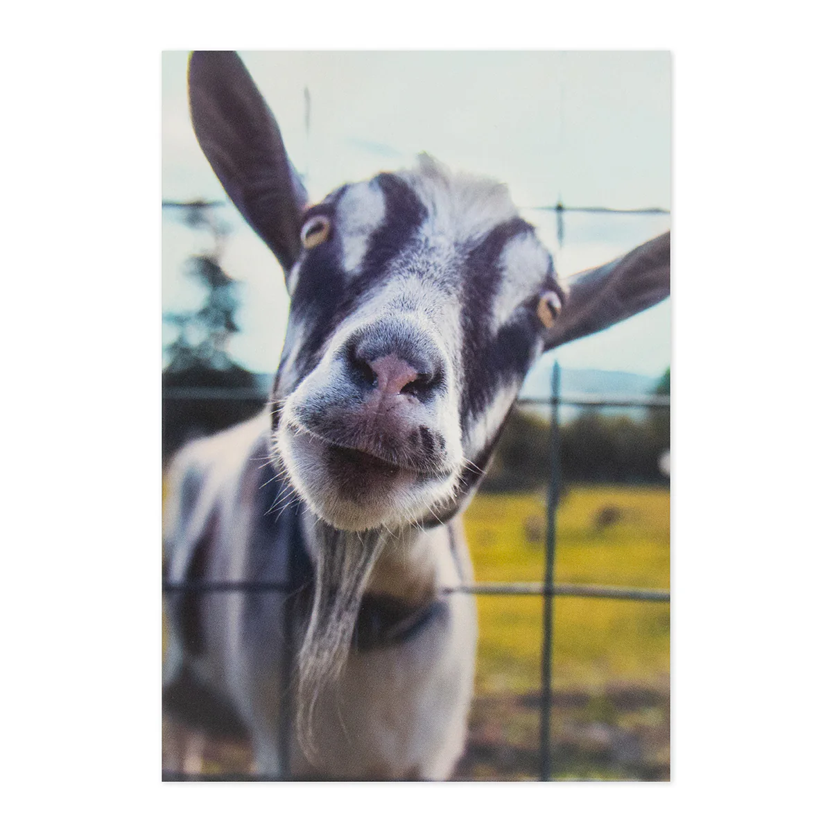 Hallmark Shoebox Birthday Card - Goat You