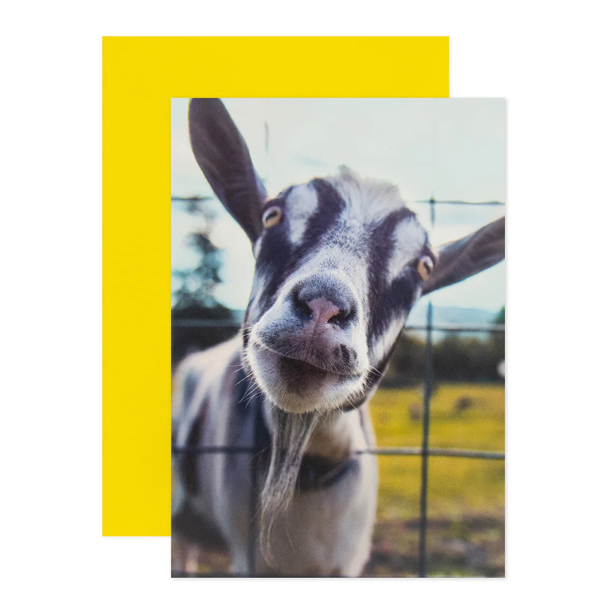 Hallmark Shoebox Birthday Card - Goat You - Image 3