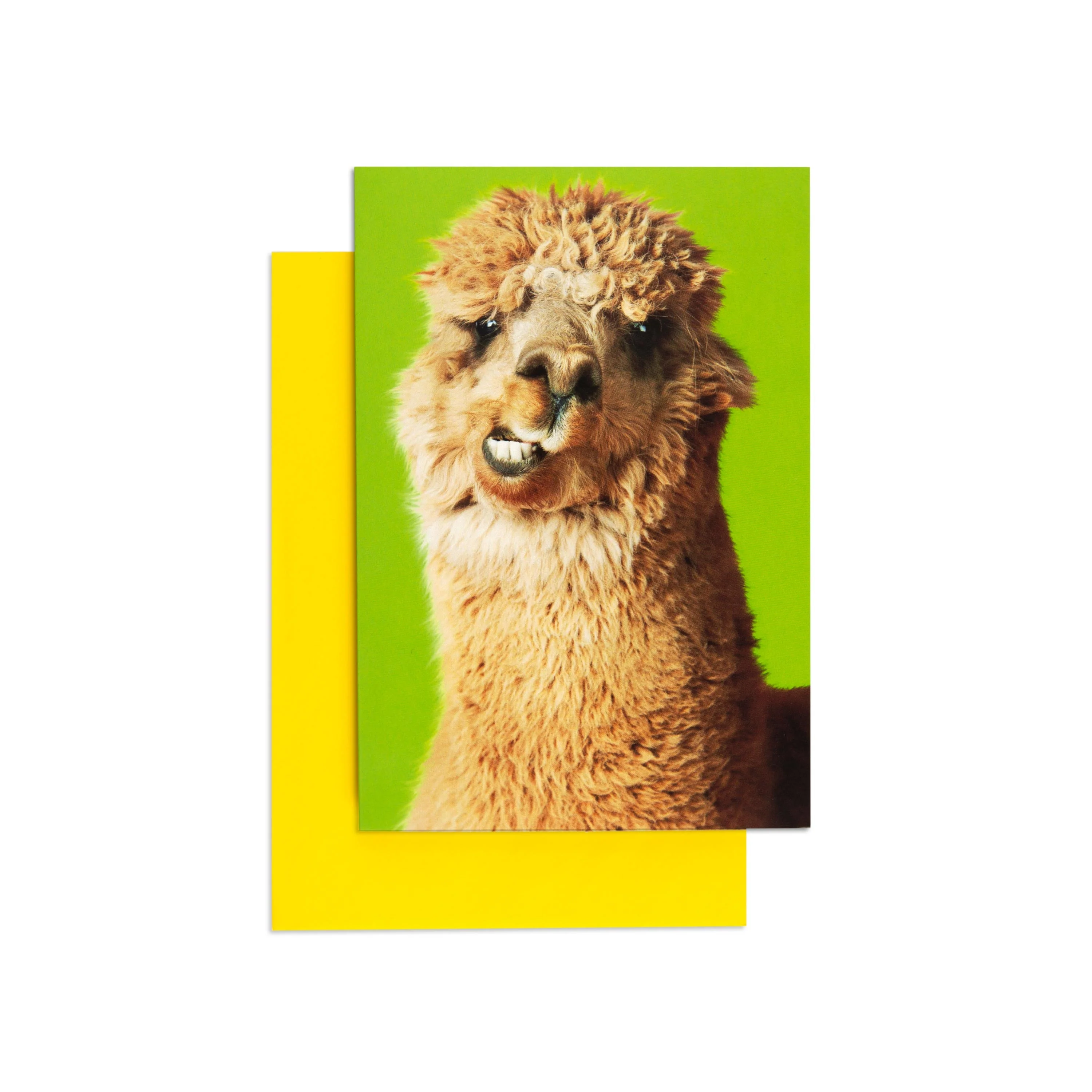Wise Cracking Llama Cheeky Greeting Card - Image 3